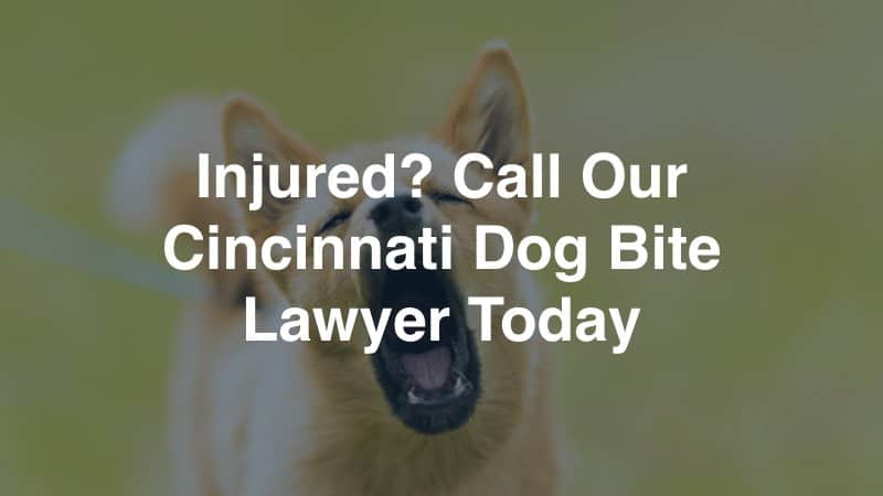 Cincinnati Dog Bite Lawyer